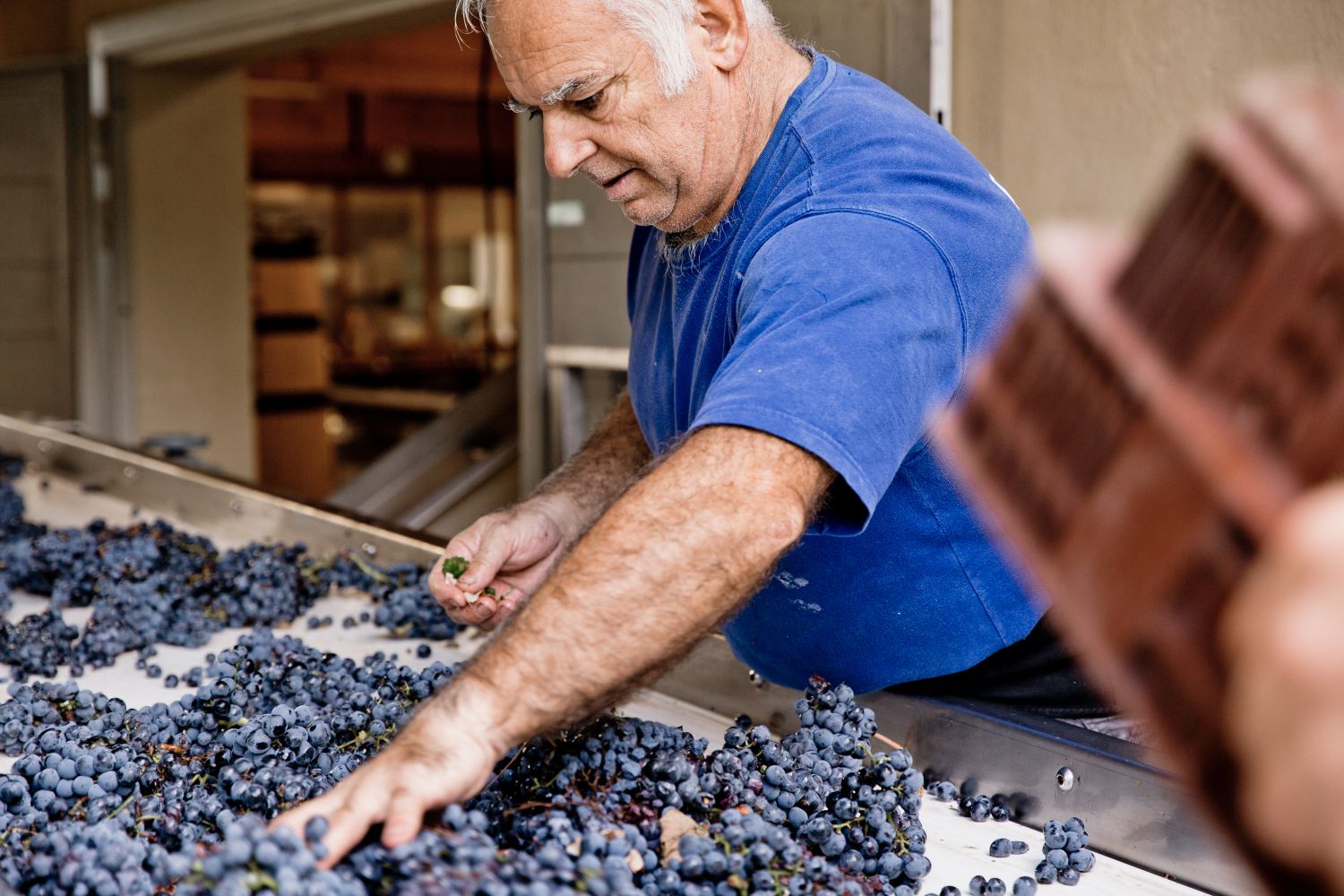 La Verriere Chene Bleu winemaking