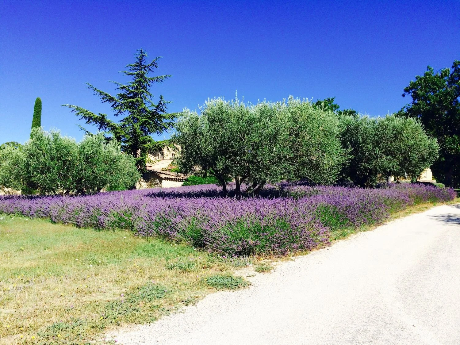The Lavender of Provence