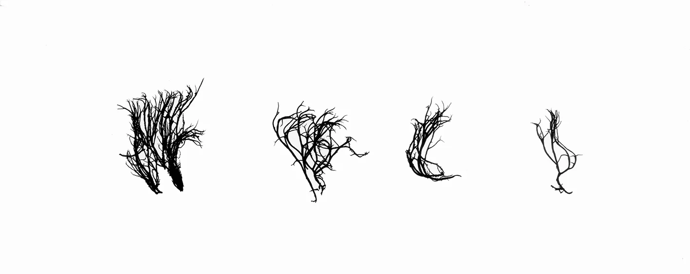 Signatures