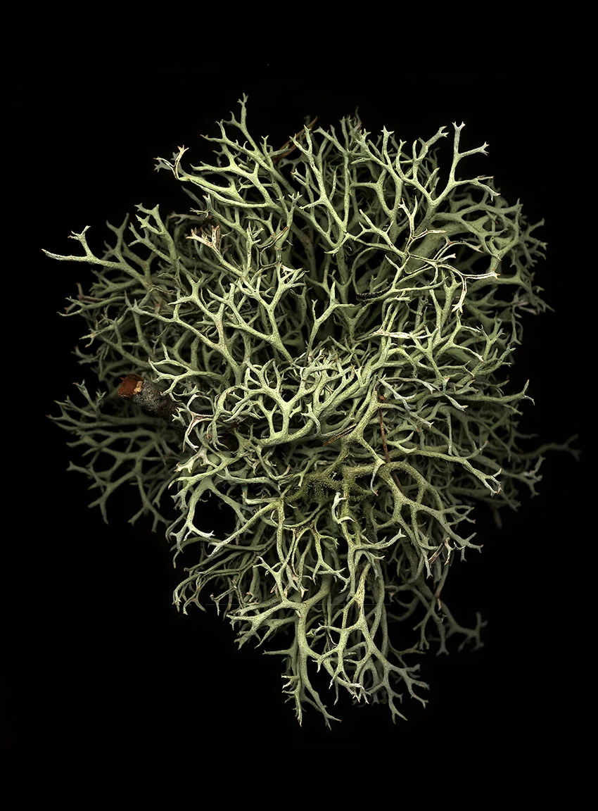 Pseudevernia furfuracea