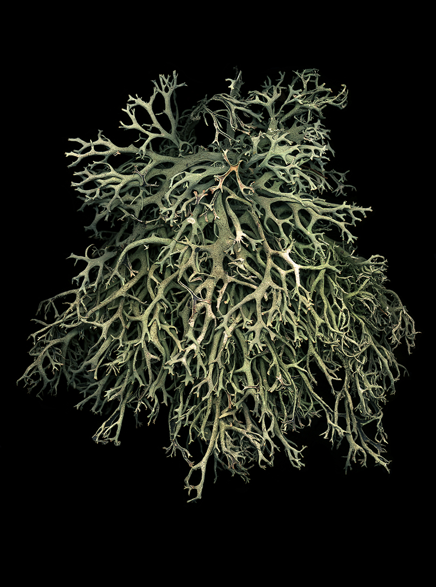 Pseudevernia furfuracea