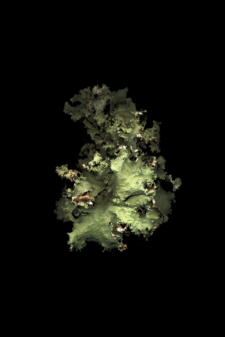  120 x 80 cm  Tirage lambda contre-collé sur dibond  Images réalisées de 1998 à nos jours  Lichens collectés dans divers environnements 