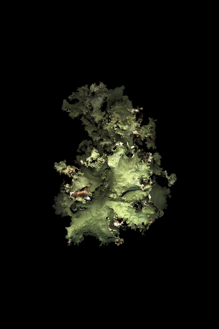 120 x 80 cm Tirage lambda contre-collé sur dibond Images réalisées de 1998 à nos jours Lichens collectés dans divers environnements