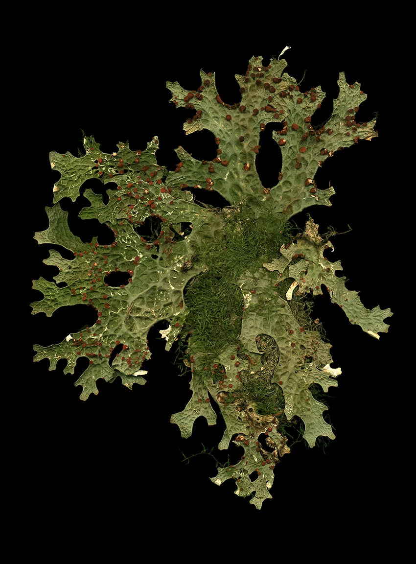 Lobaria pulmonaria