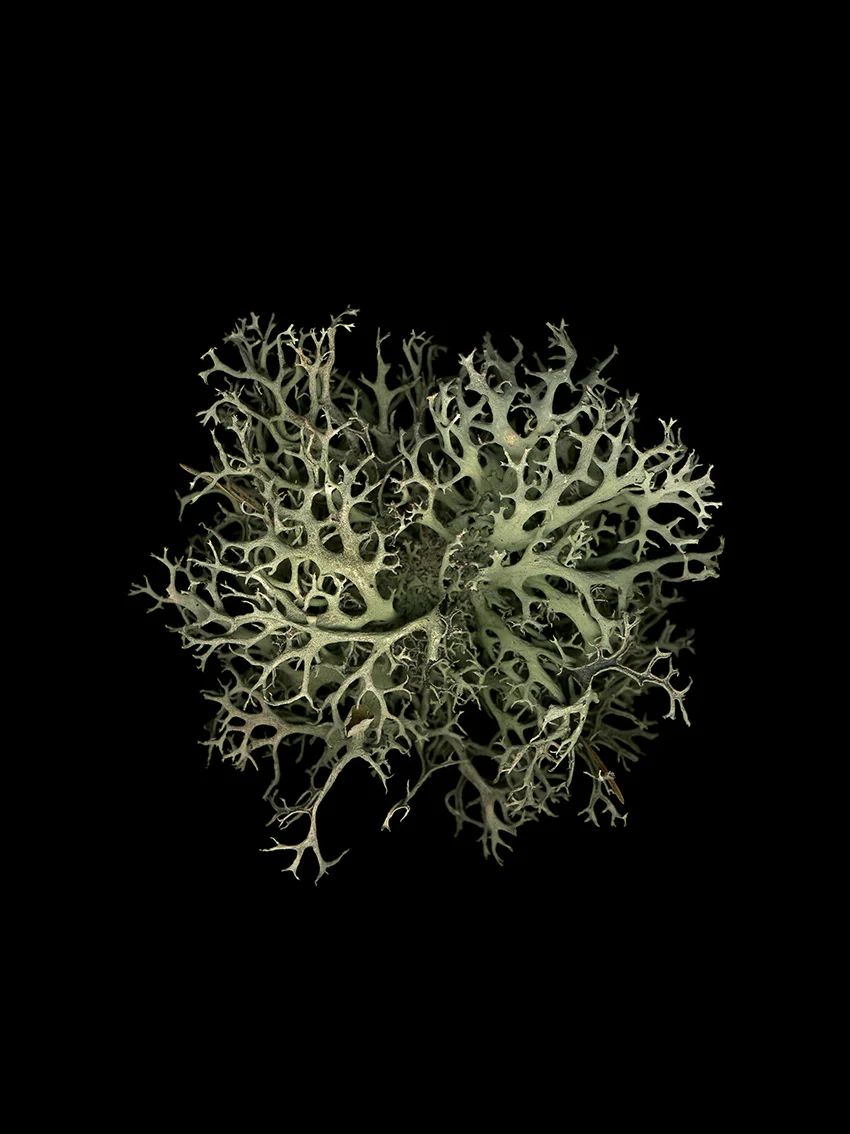 Pseudevernia fructifié