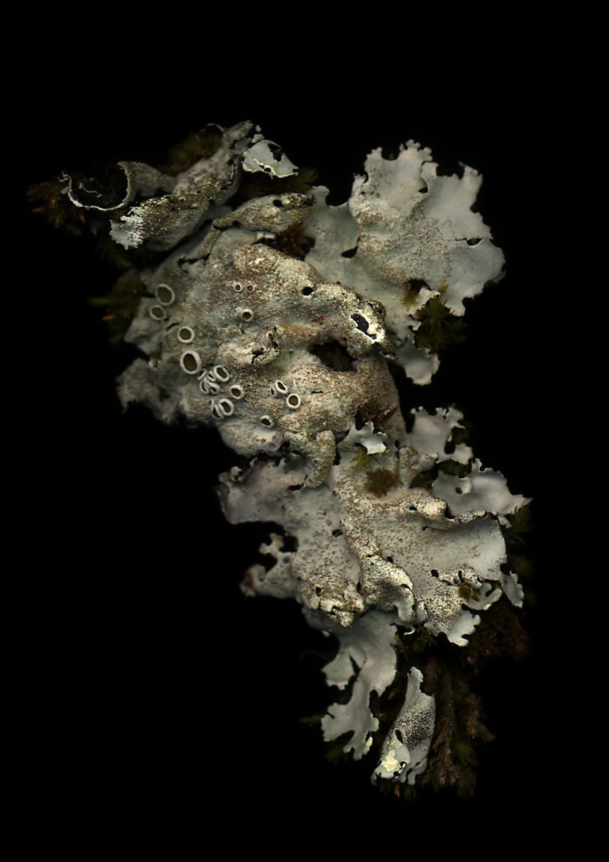 Parmelia tiliacea