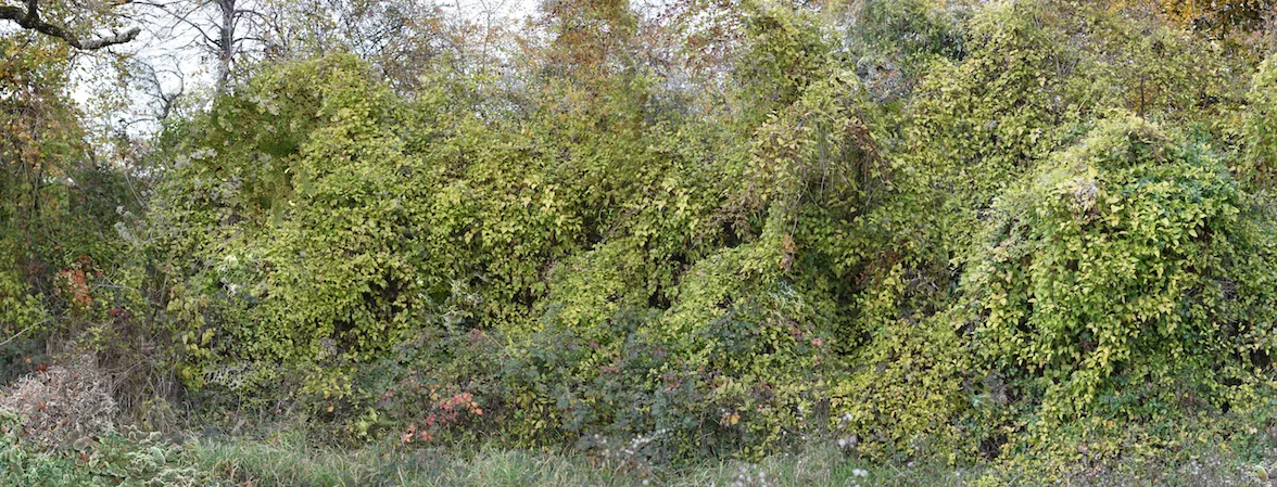 Paysage SP 3