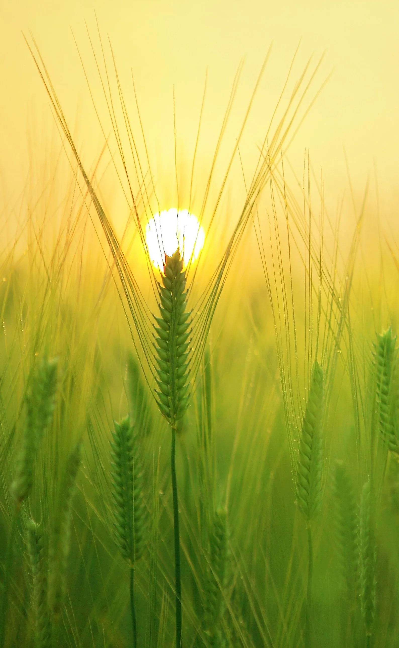 agriculture-barley-field.jpg