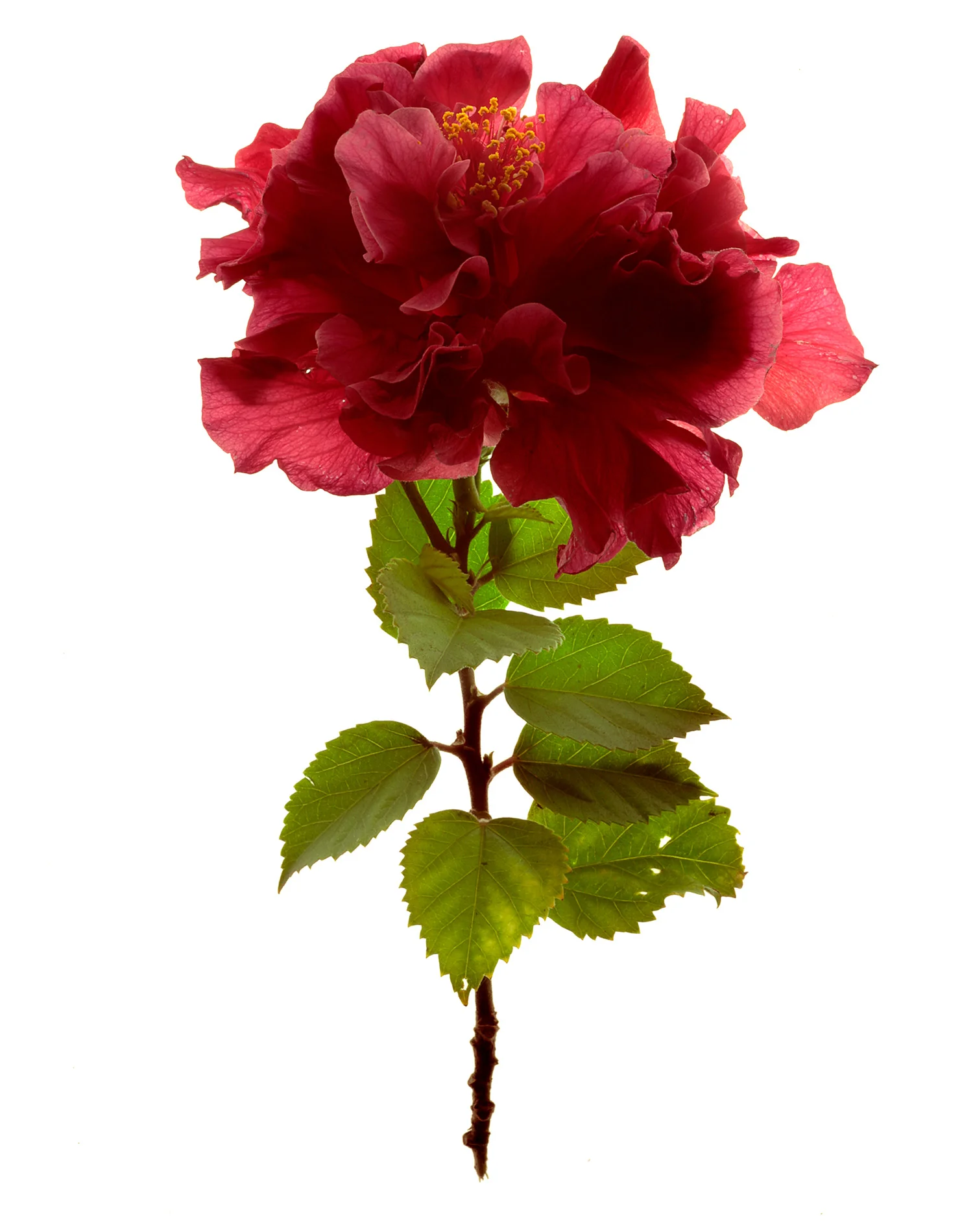 Double Hibiscus-1900x1500-72dpi-Web.jpg