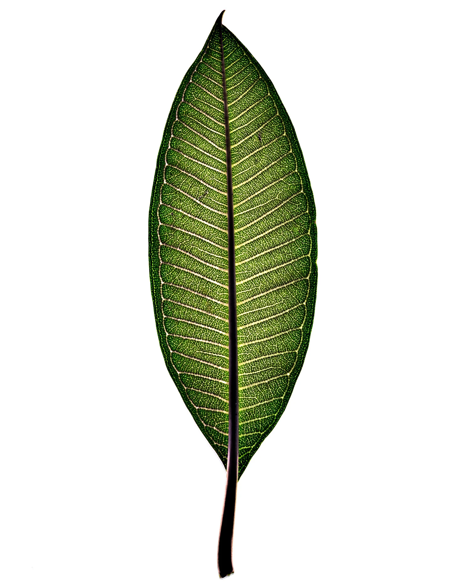 FranjipaniLeaf-1900x1500-72dpi-Web.jpg