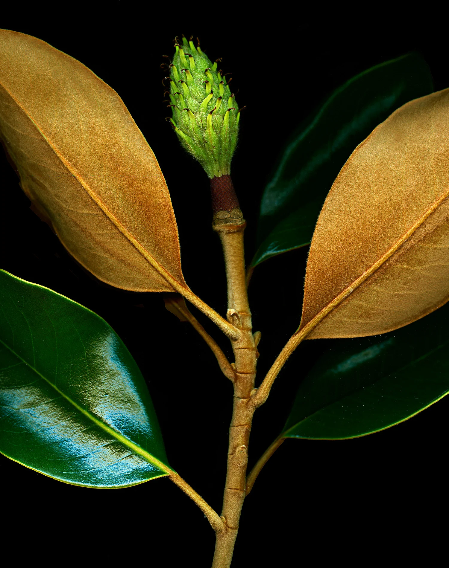 Magnolia-1900x1500-72dpi-Web.jpg