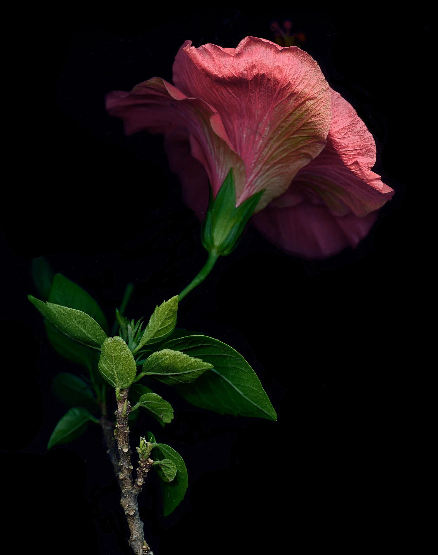 RedHibiscus-1900x1500x72dpi-Web.jpg