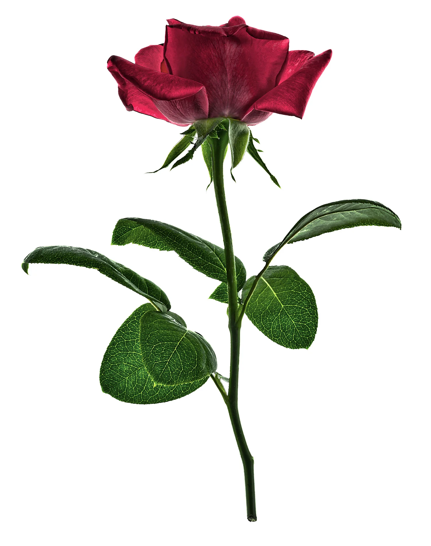 Rose-1900x1500x72dpi-Web.jpg