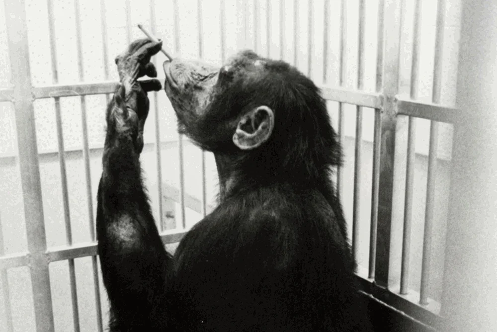 primate.jpg