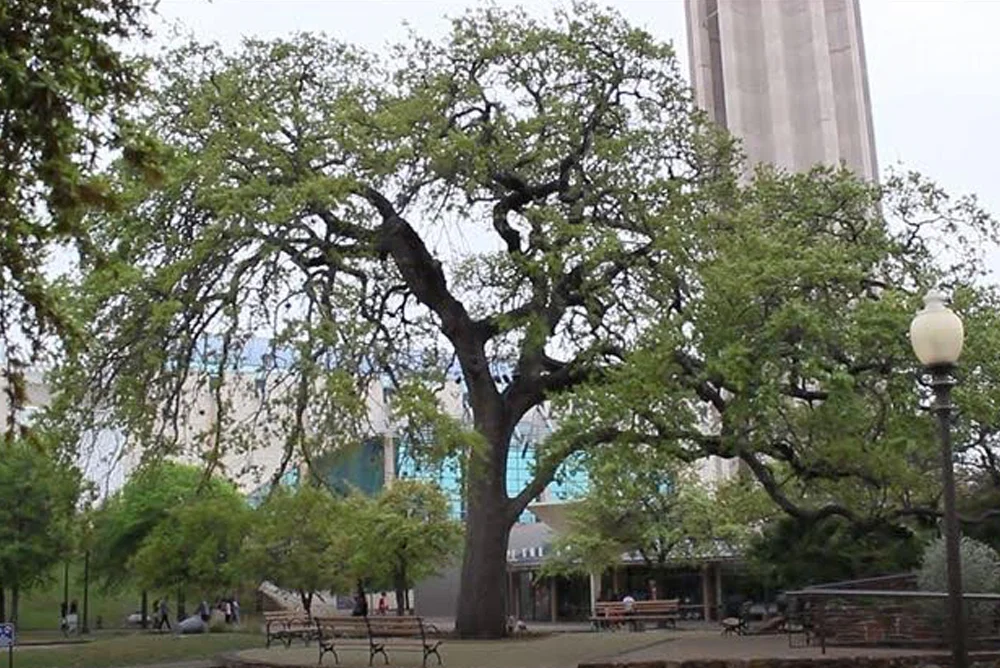 tree.jpg