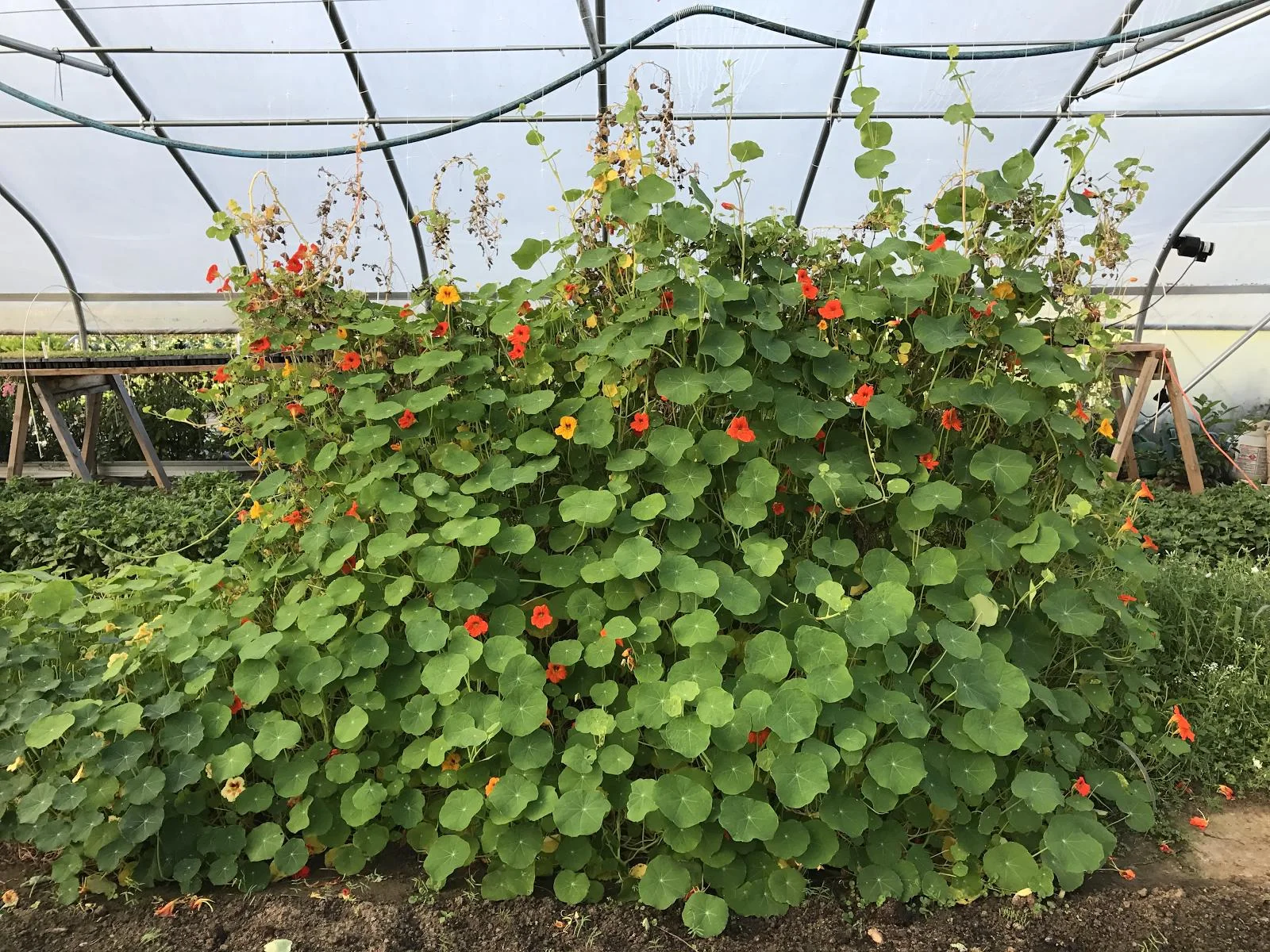 IMG_0176.JPG