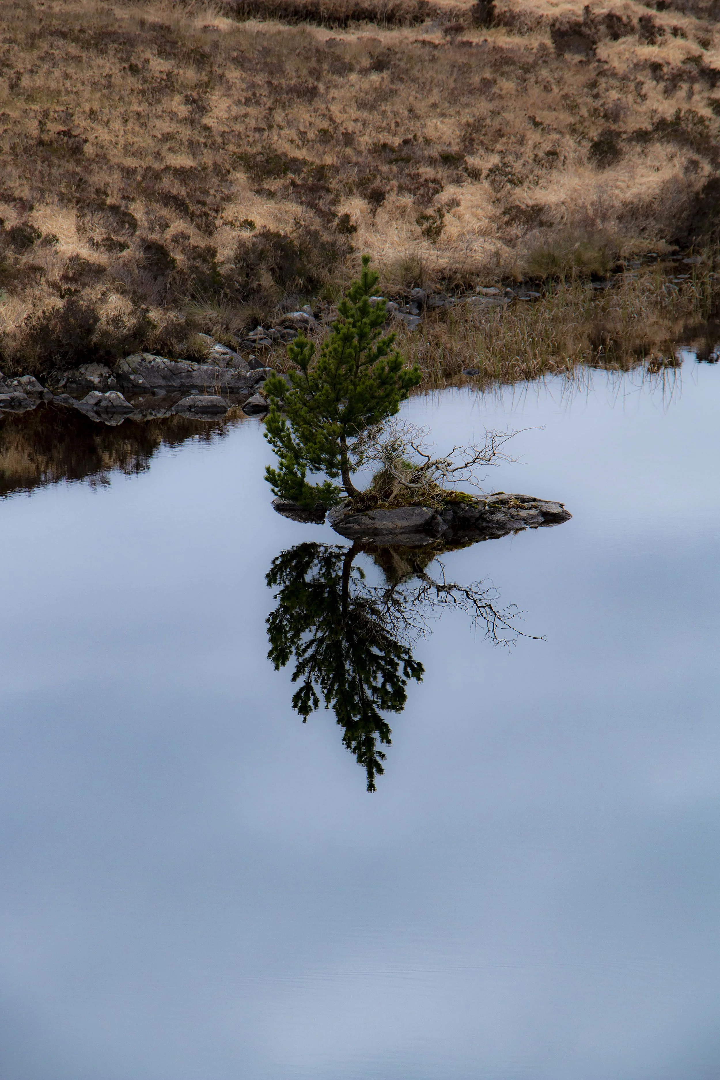 Treeinriver1b.jpg
