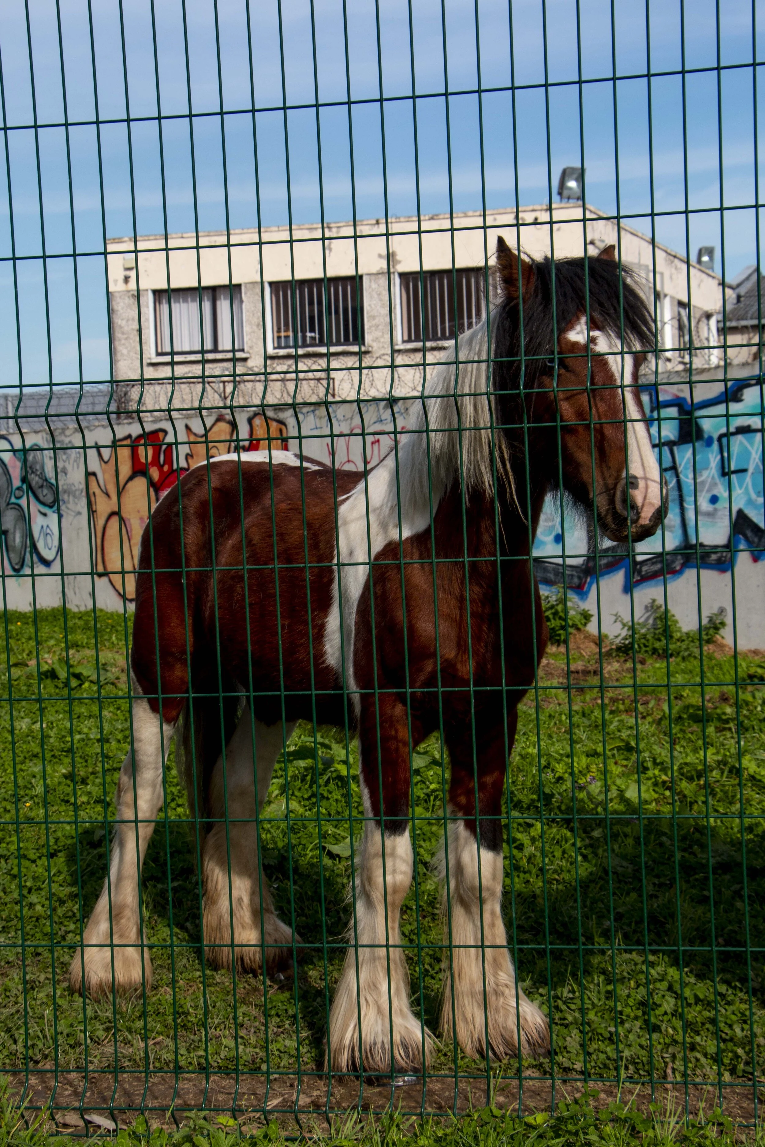 DublinHorse.jpg