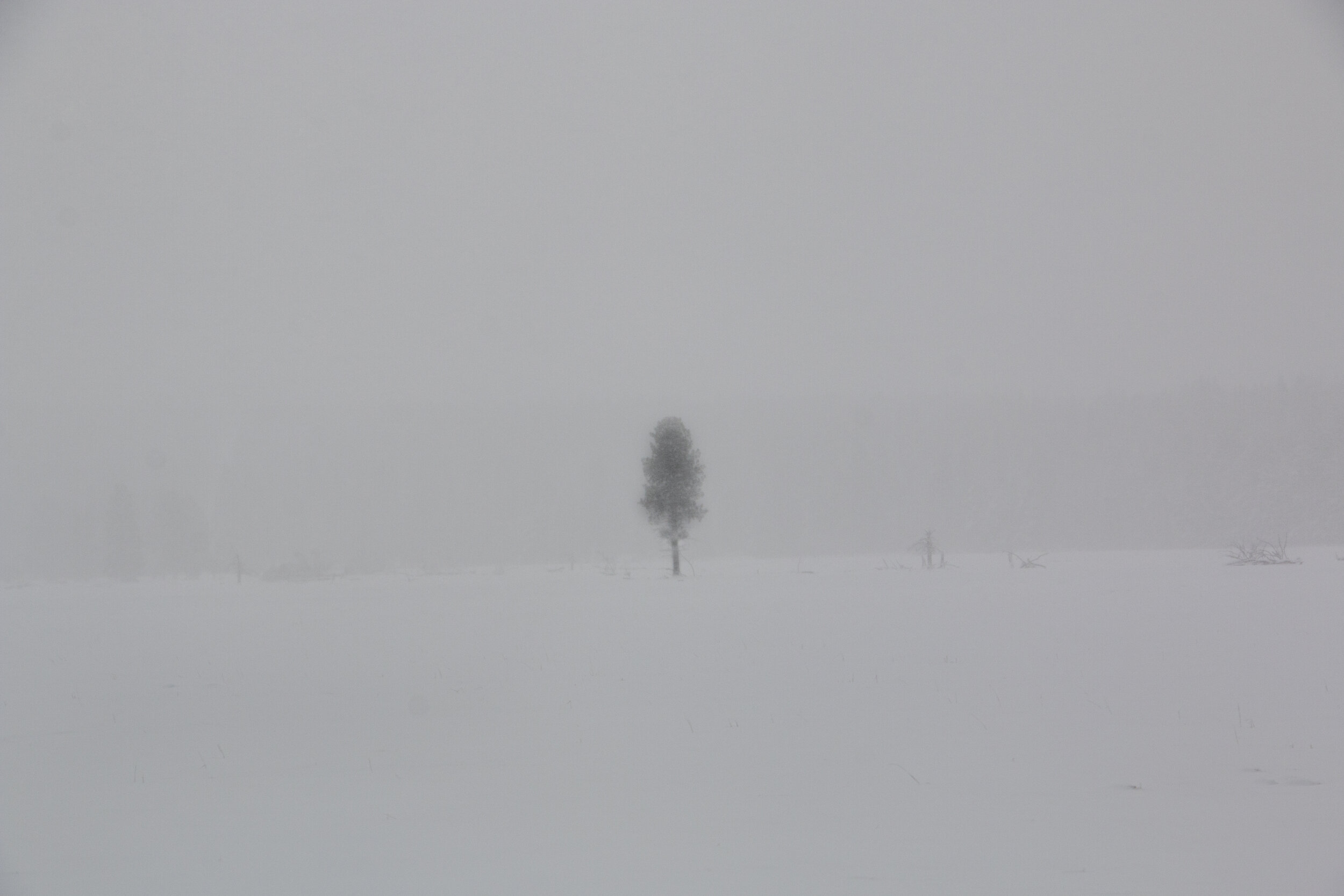 SnowLongTree.jpg