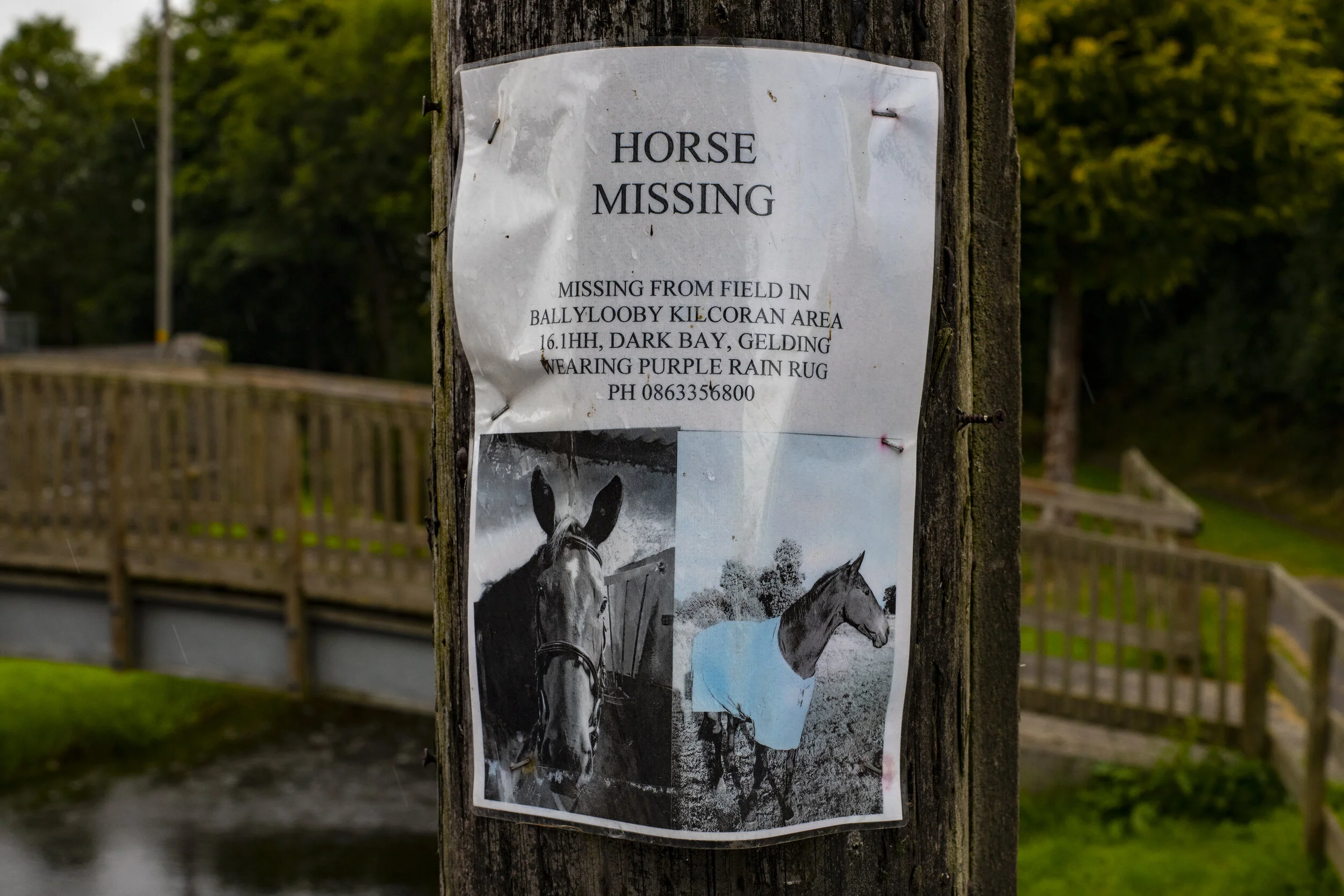 HEREANDTHERELostHorse.jpg