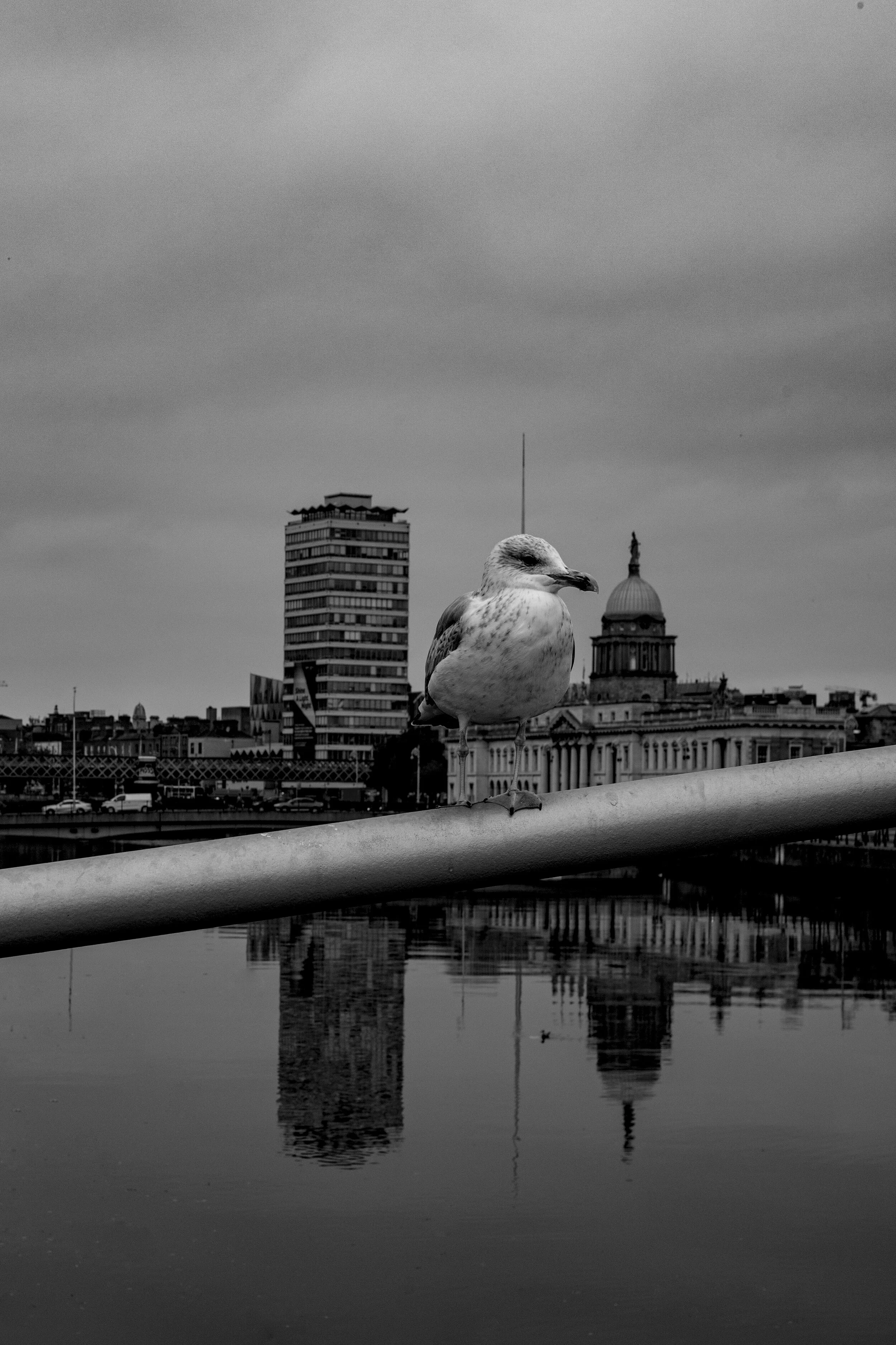 SeagullAgainstDublinCityBW.jpg