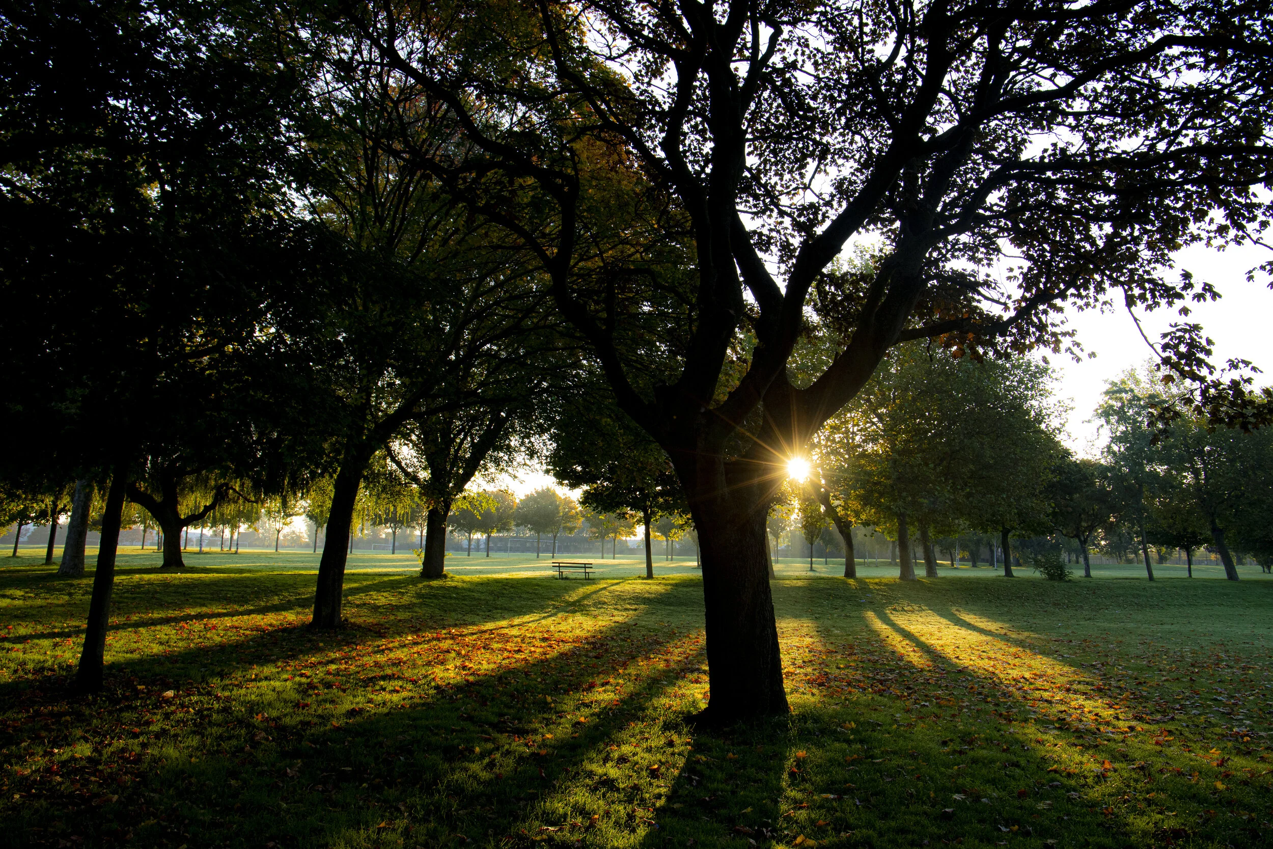 Illuminated tree in park sun burst.jpg