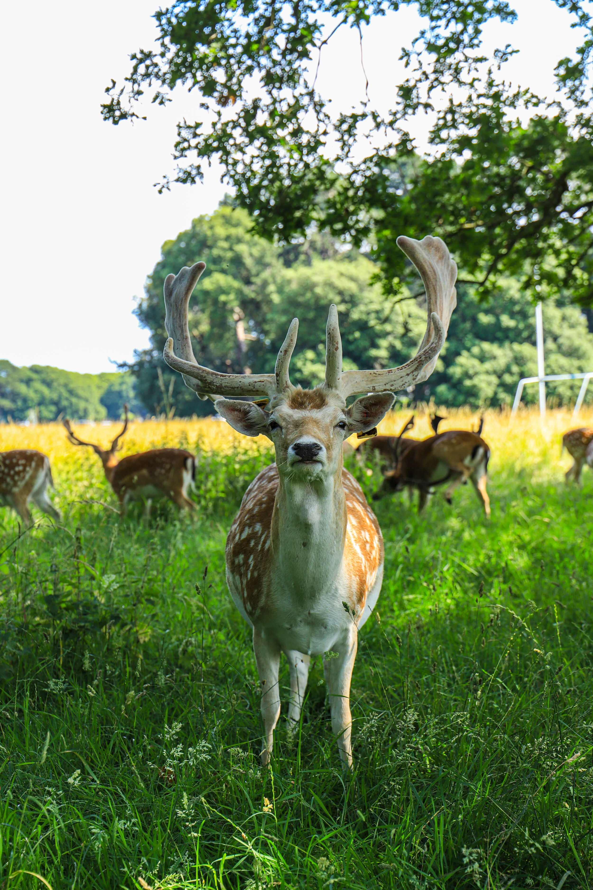 FacingDeer.jpg