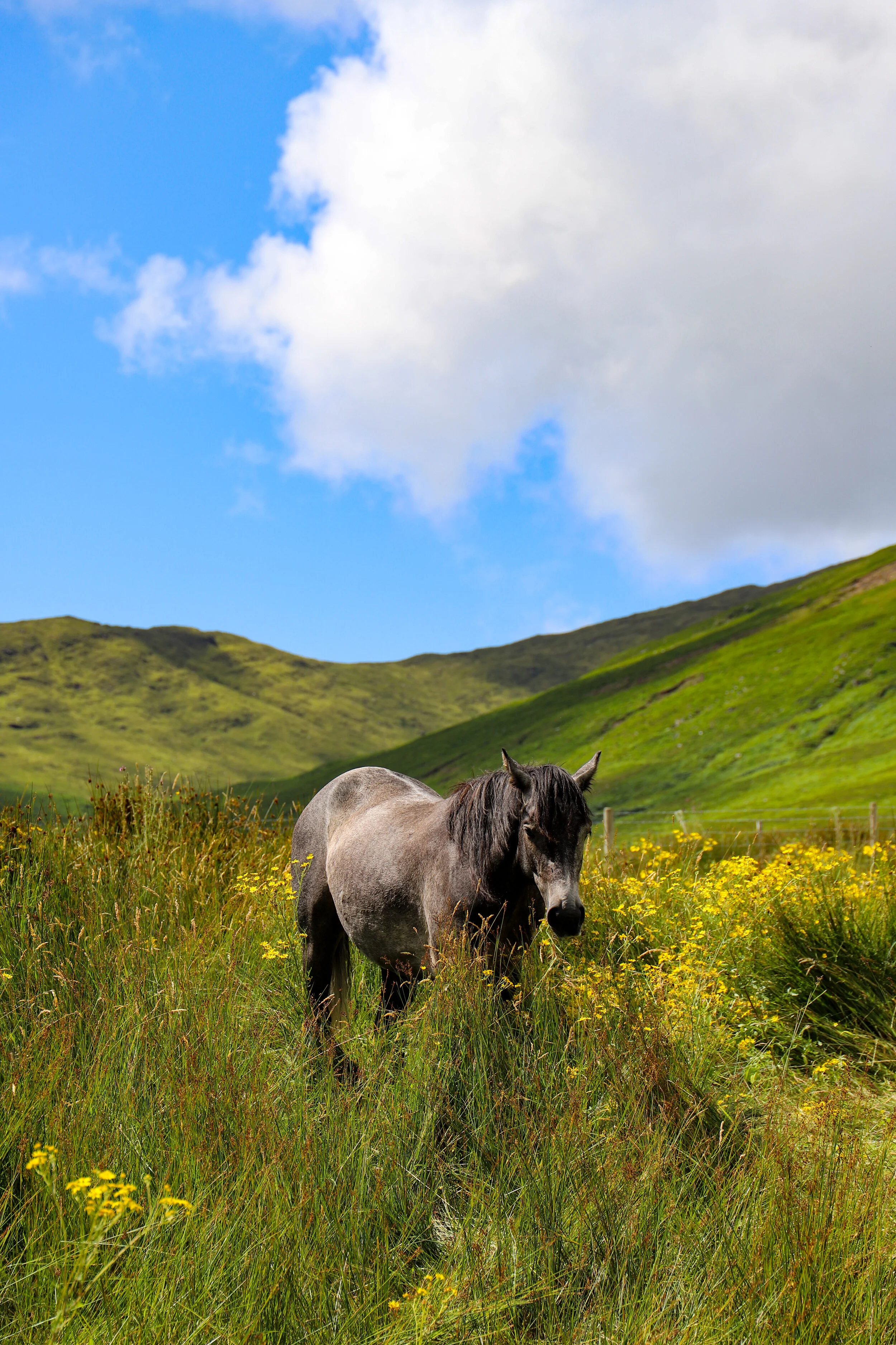 BeautifulloneHorseIreland.jpg