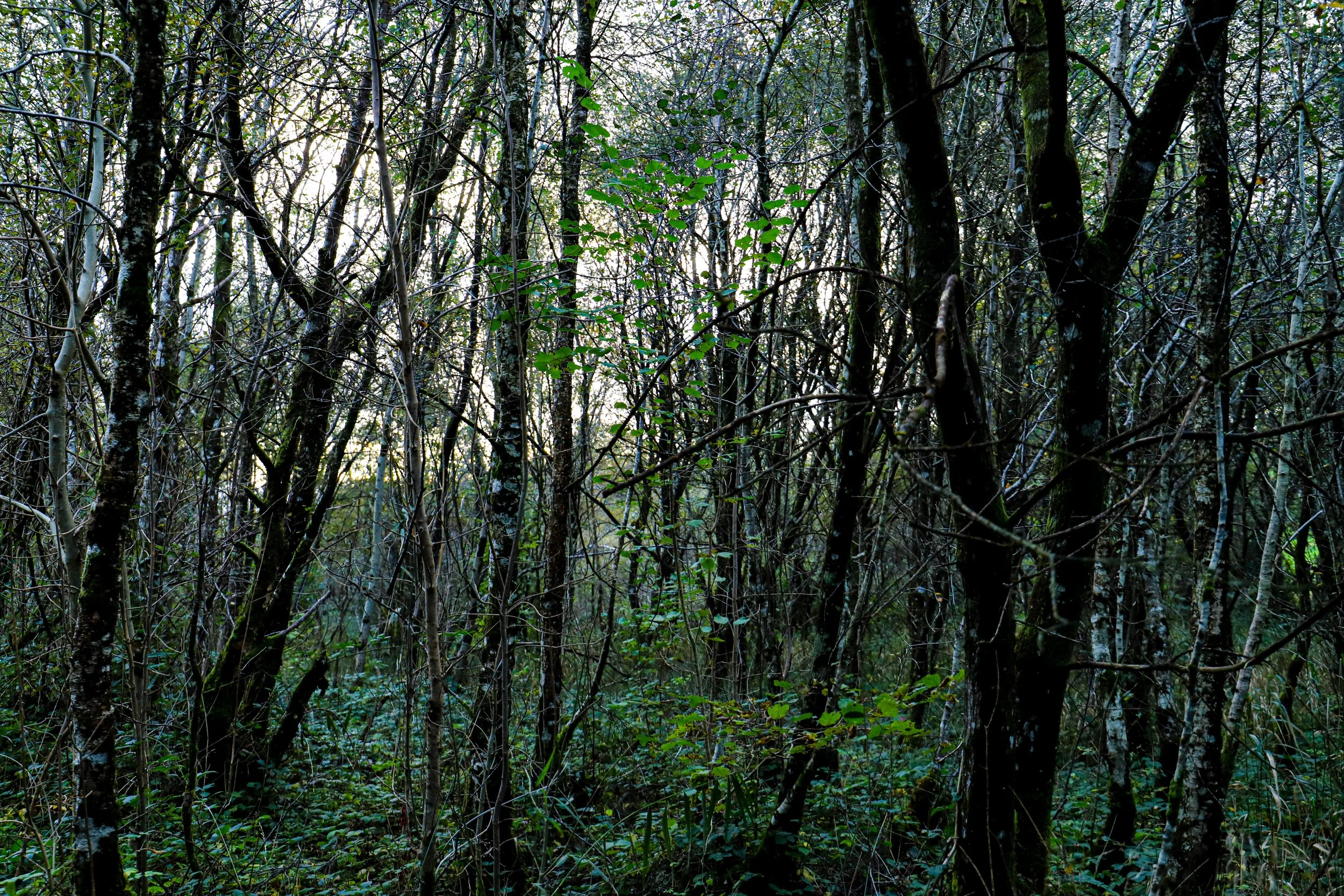 IrishForest.jpg