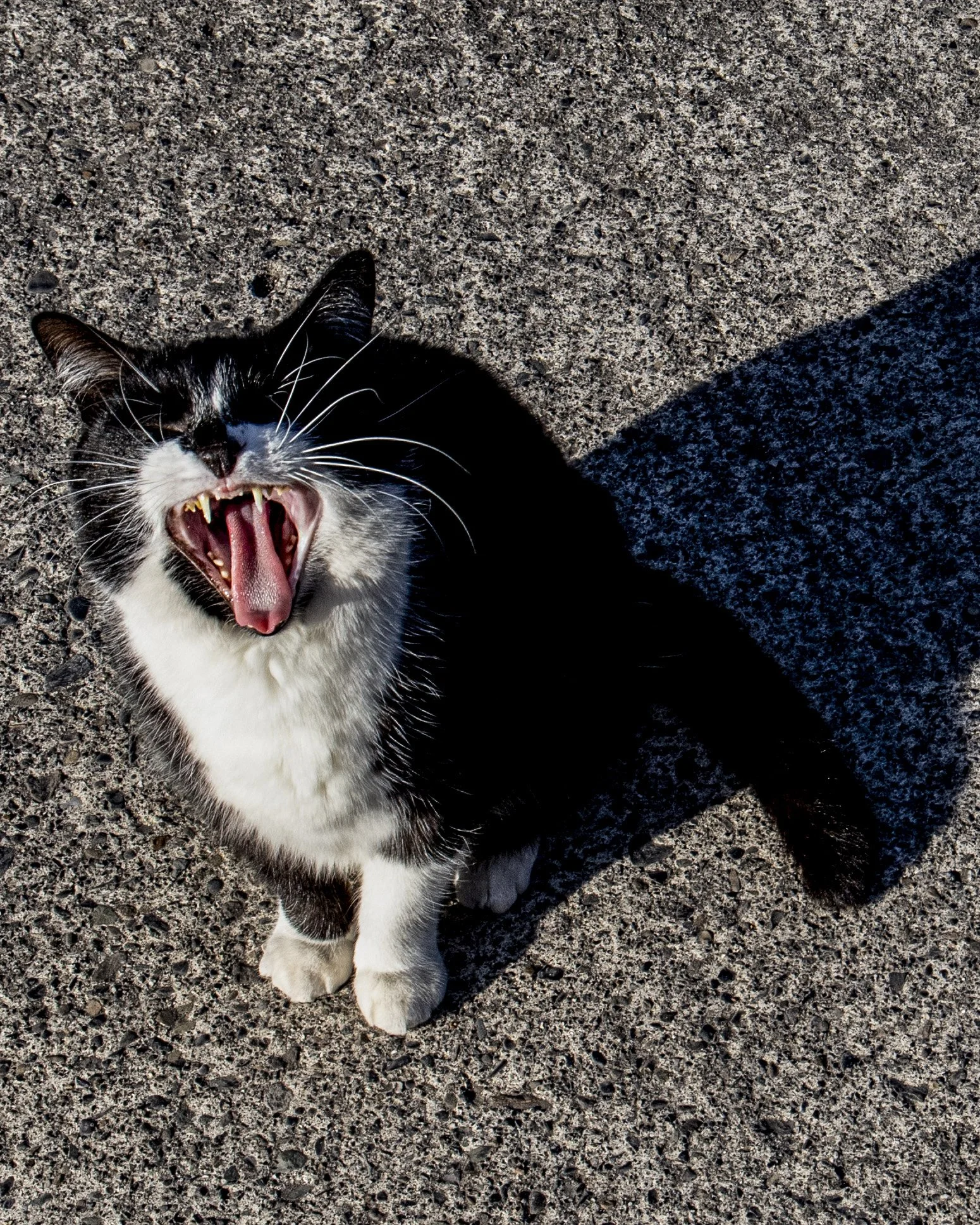 BT CATSCREAM.jpg