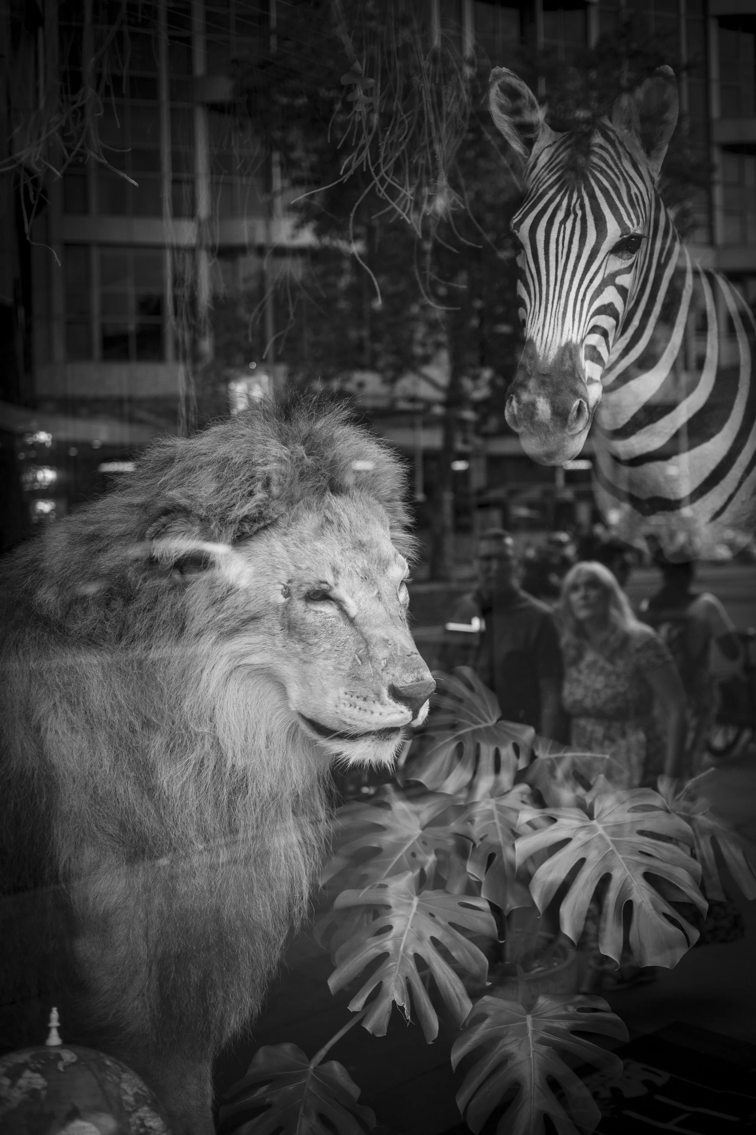 London Safari Window copy.jpg