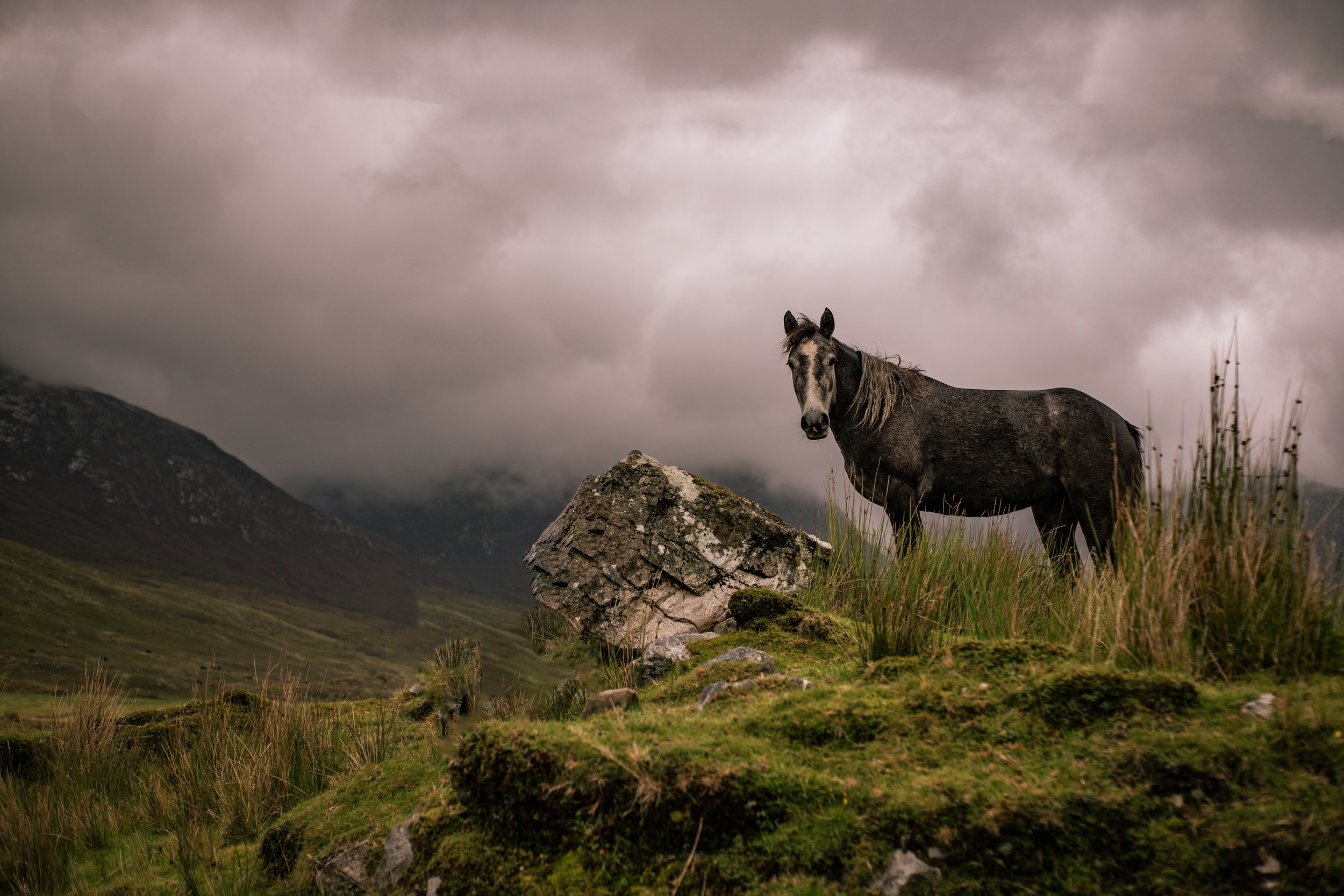 Clifden Horse landscape 2025 copy.jpg