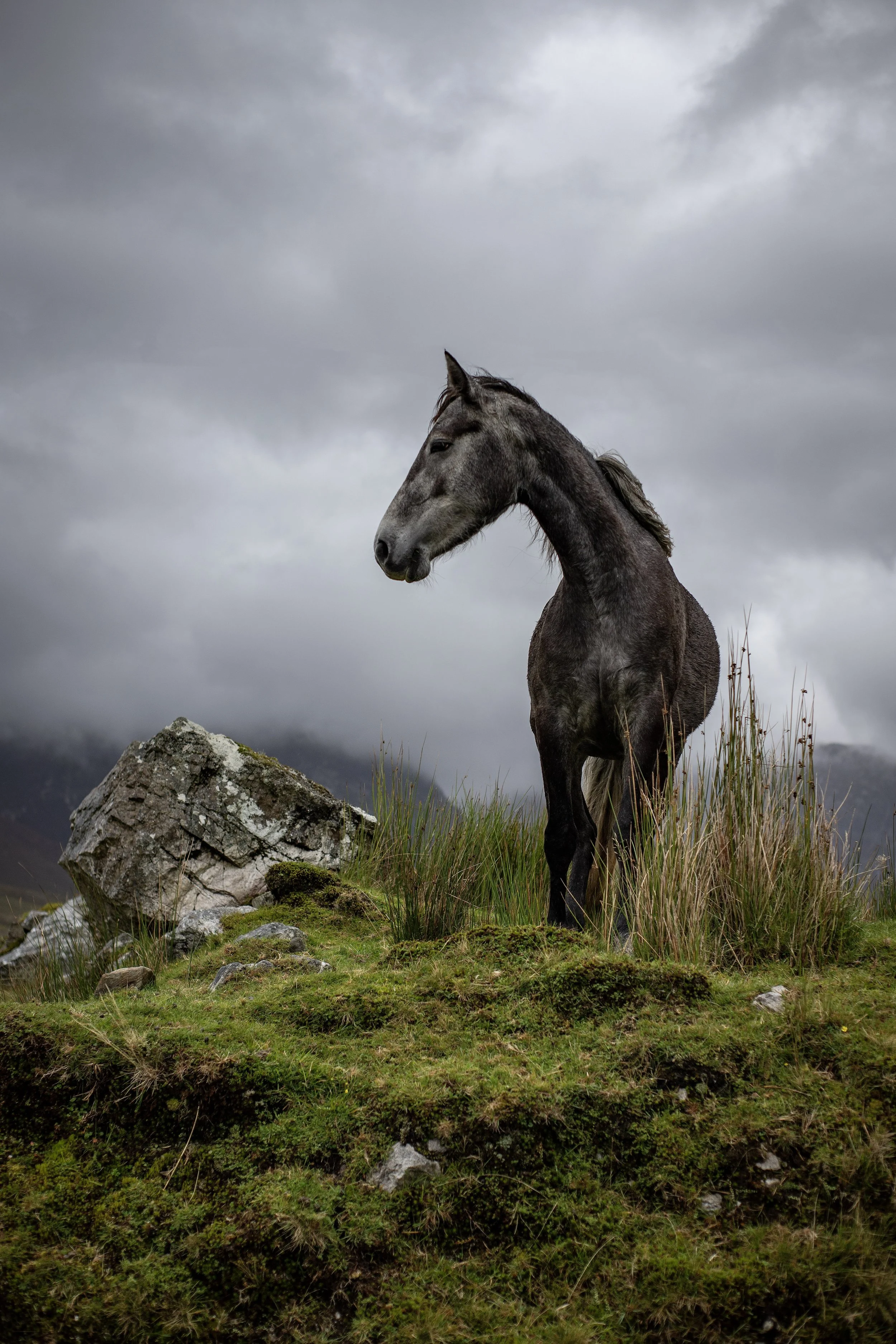 Clifden Horse Landascape 3 smaller file.jpg
