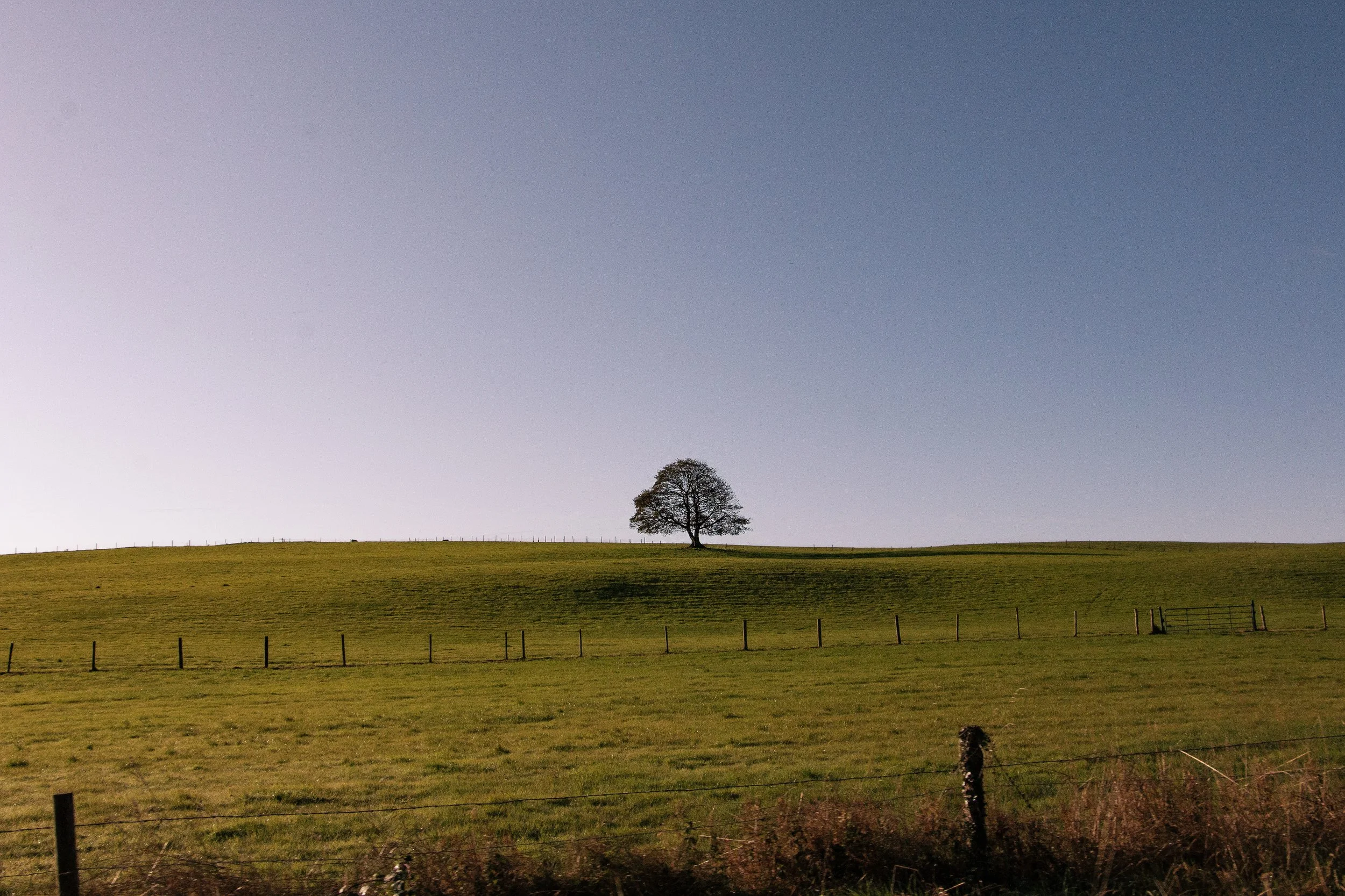 Lone Tree on hill Ireland redux 2025 copy.jpg