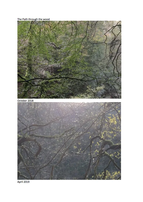 Diary of a residency_paththruthewoods4.jpg
