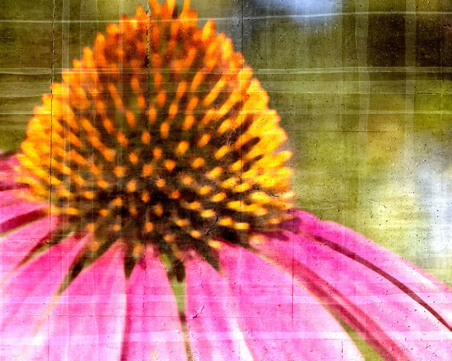 08 aug 13 2011_echineacea.jpg