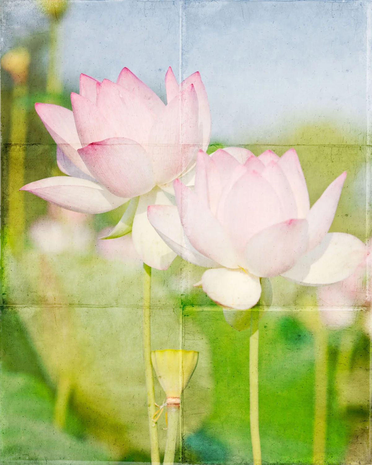 07 july 22 2011_lotus 22.jpg