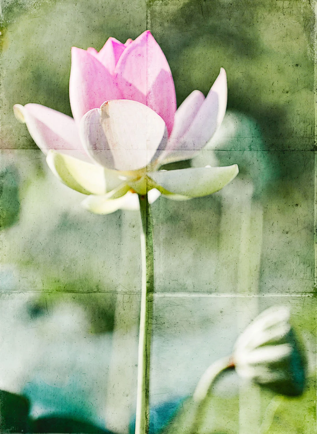07 july 25 2011_lotus 171.jpg