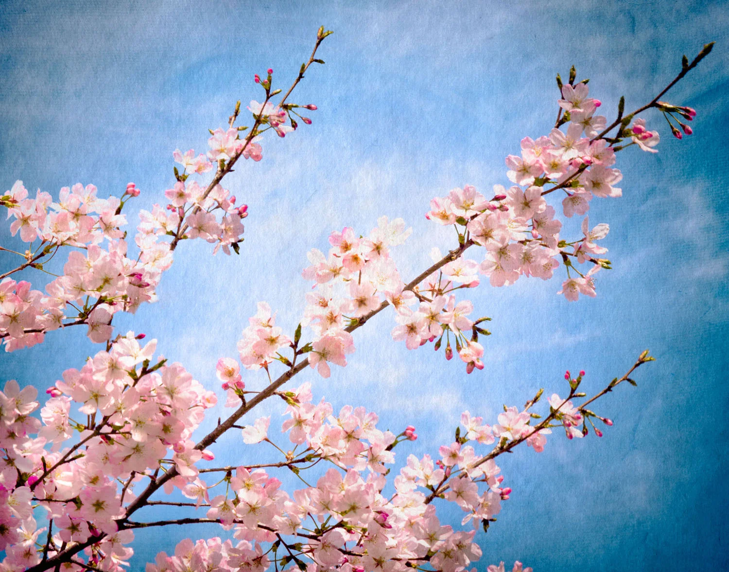 cherry bloosom 2008 - 01B_.jpg