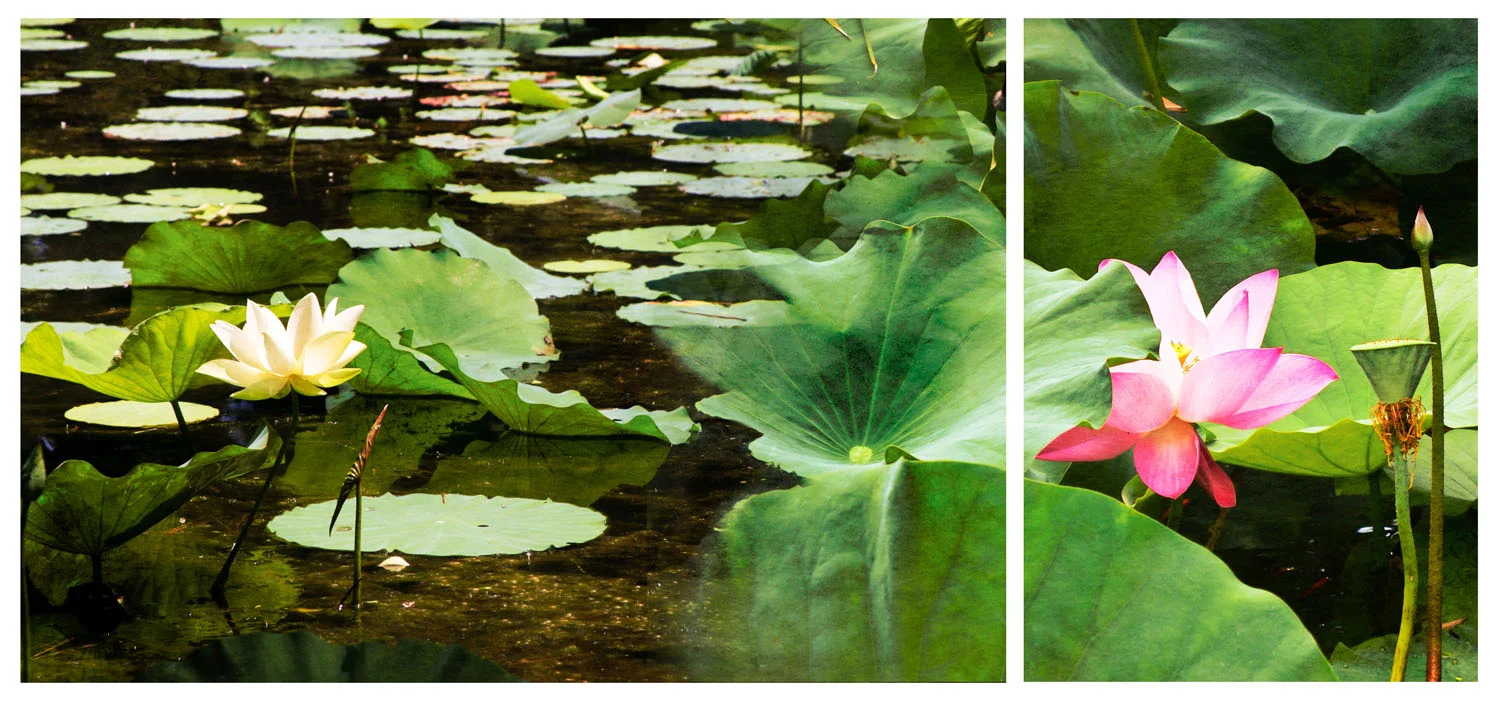 ©2012 Pamela Viola_03 mar 22 2011_waterlily duet.jpg