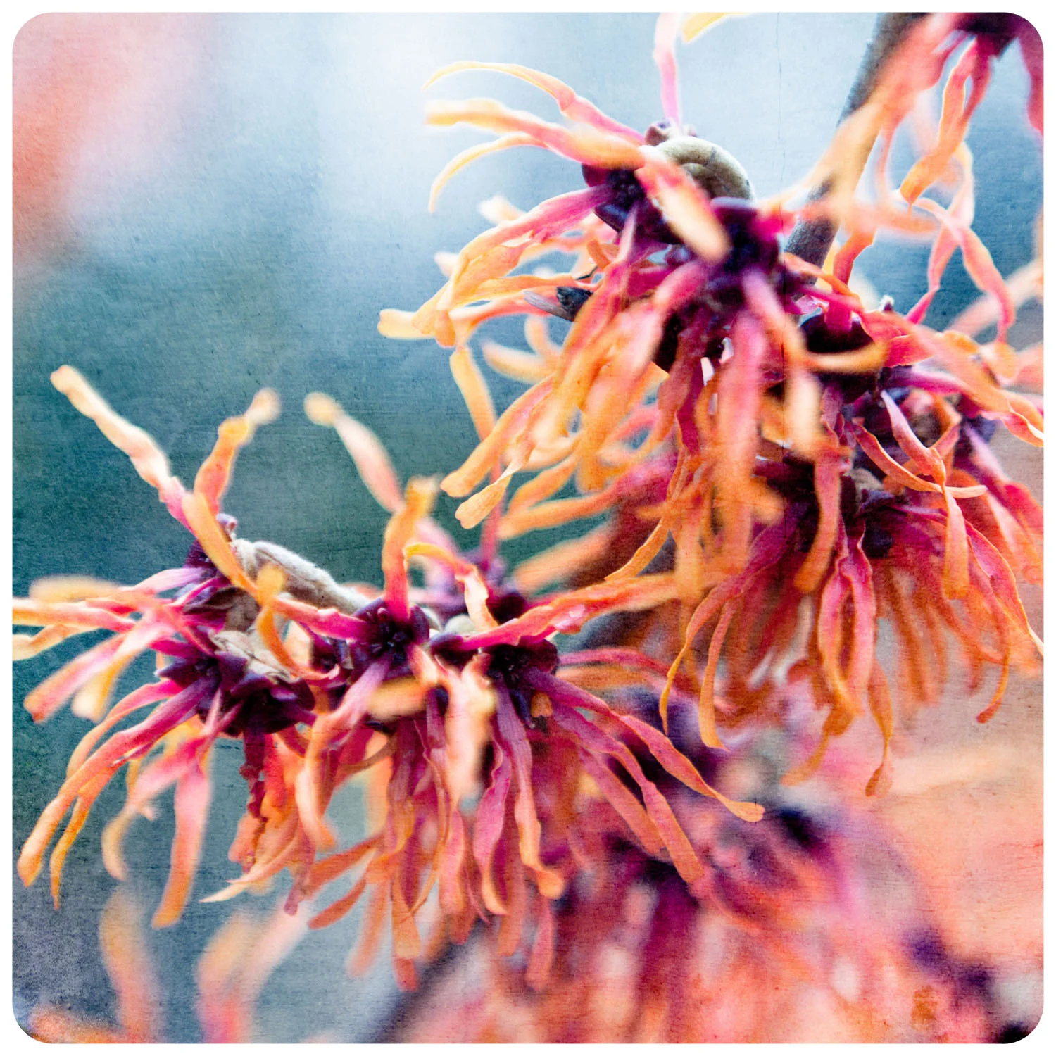03 mar 07 2011_witch hazel I.jpg