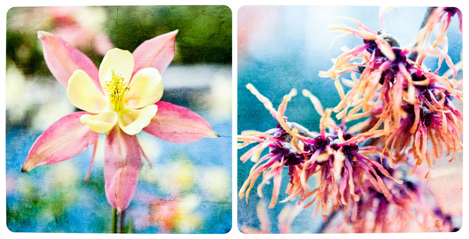 03 mar 07 2011_witch hazel I and diptych.jpg