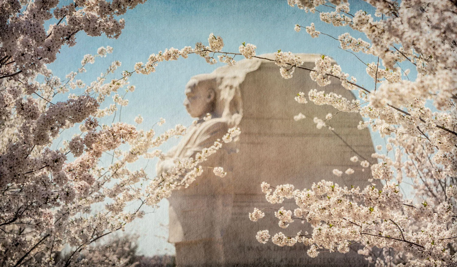 04 apr 09 2013_MLK with blossoms 1.jpg