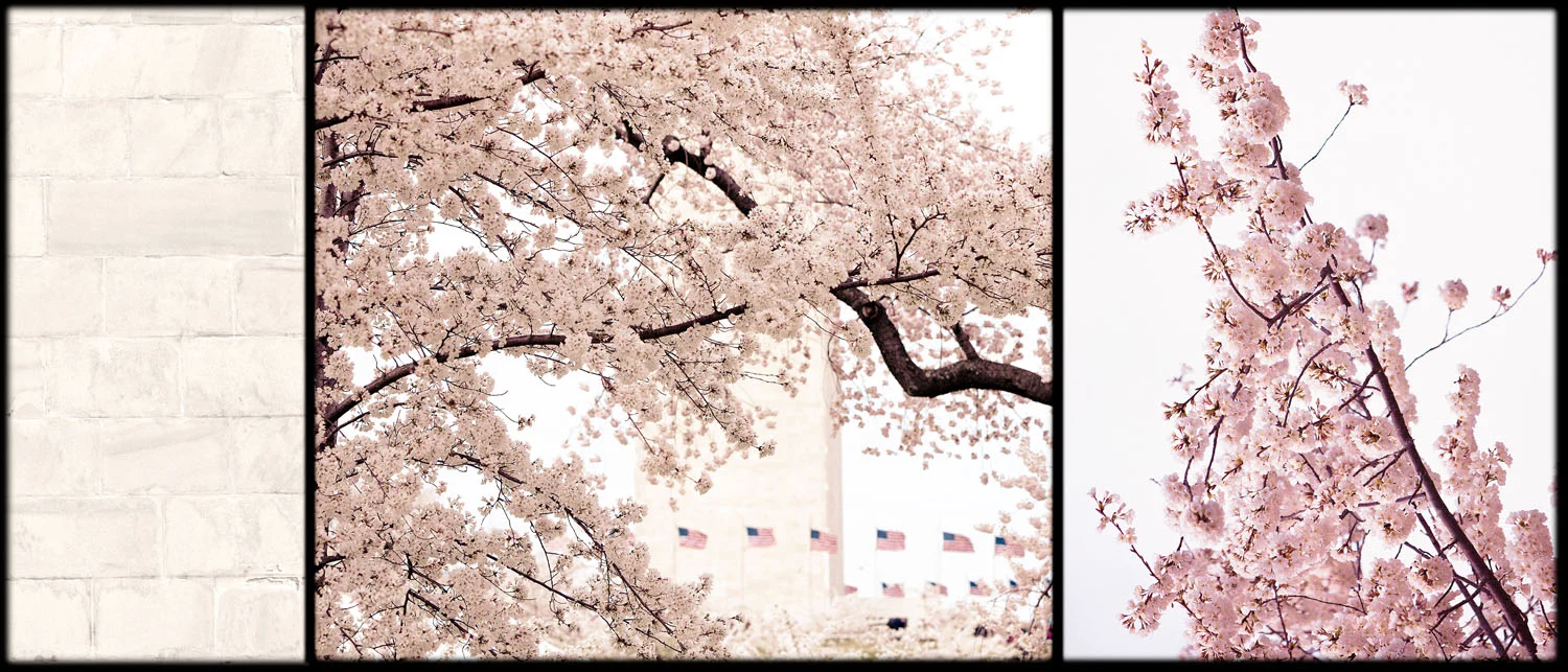 03 mar 28 2011_cherry blossom time_CBv3.jpg