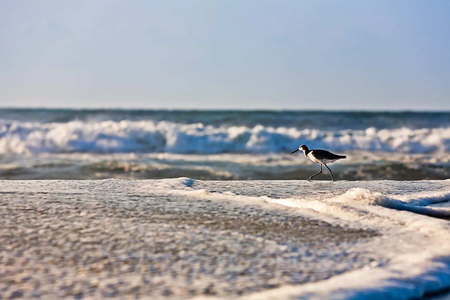 07 july 01 2011_shore bird_calendar.jpg