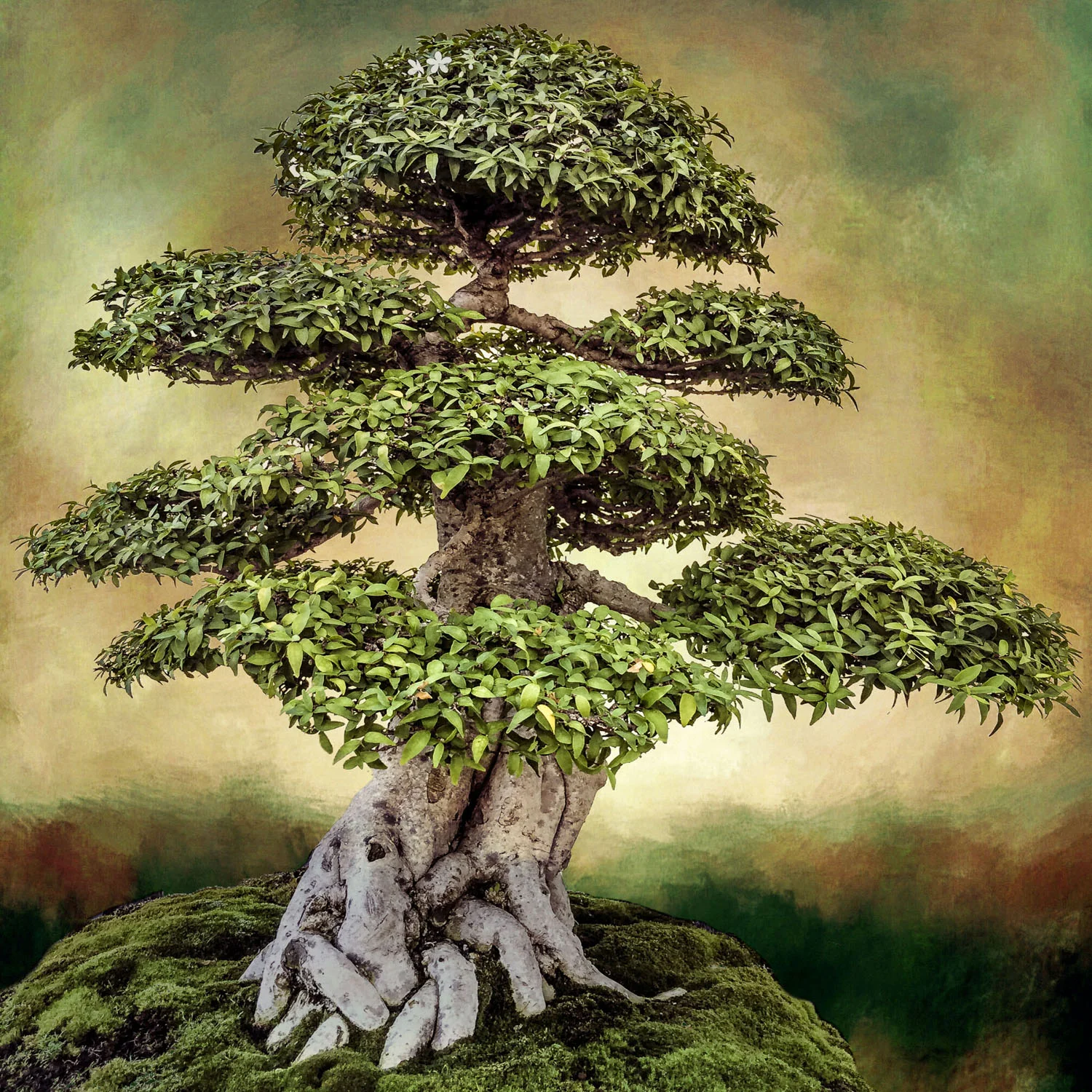 10 Oct 14 2015_Bonsai 4.jpg