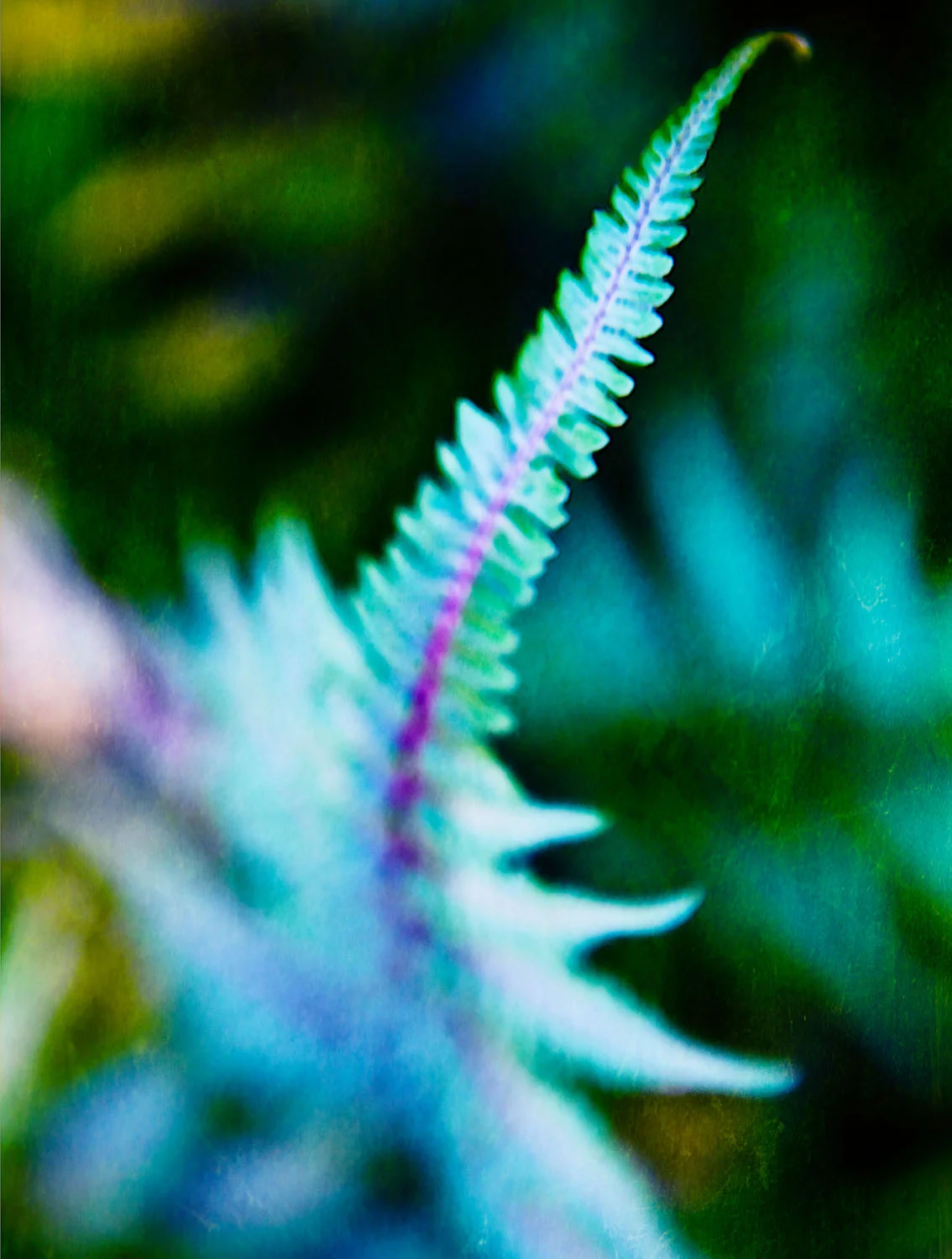 07 jul 13 10_fern spine right.jpg