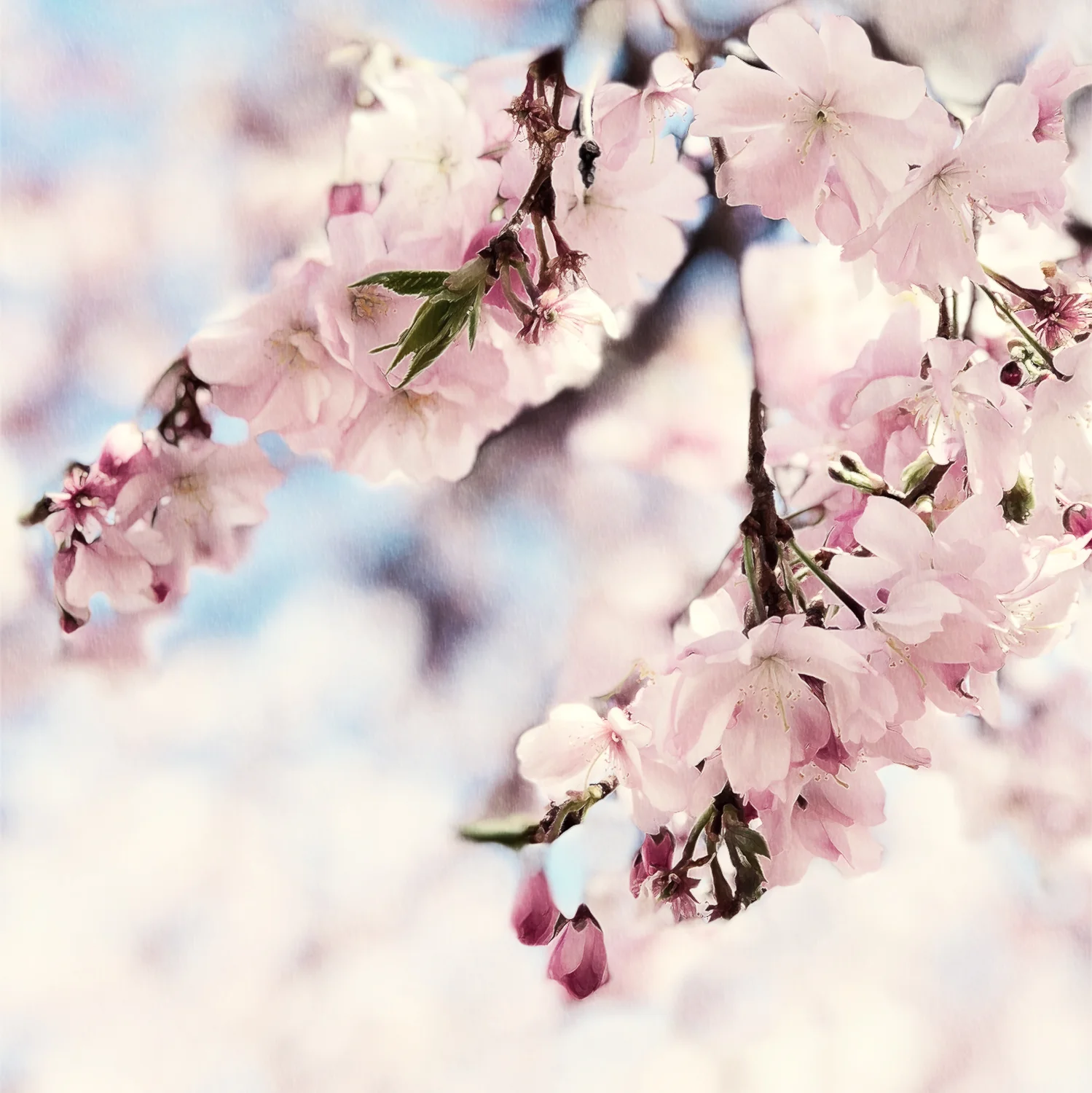 cherry blossom 2018_20.jpg