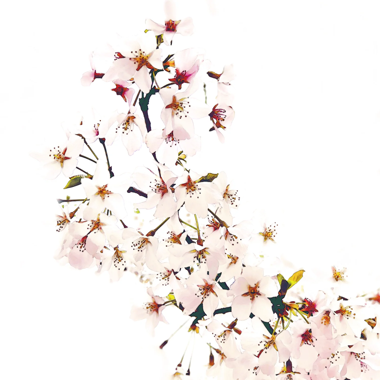 cherry blossom 2018_29.jpg