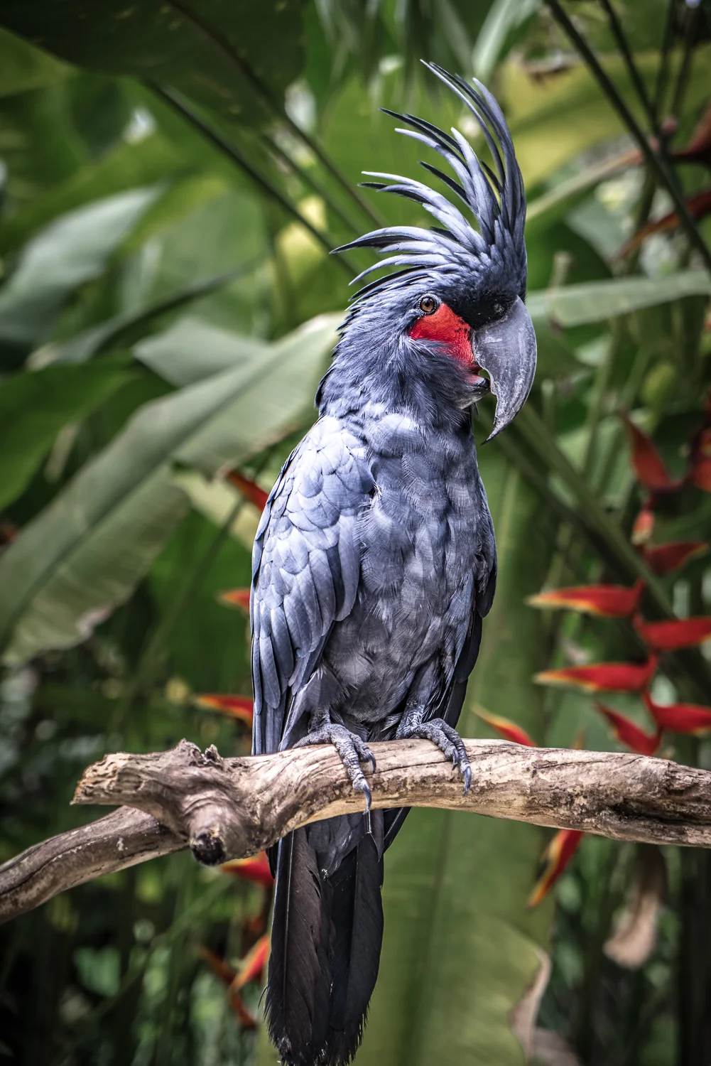 07 july 06 2018_gray parrot.jpg